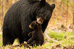 wildlife;bear;bears;black-bear;Ursus-americanus;Northern-NH;NH;Cub;grass;picking-up;carrying;D5