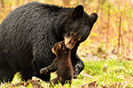 wildlife;bear;bears;black-bear;Ursus-americanus;Northern-NH;NH;Cub;grass;picking-up;carrying;D5