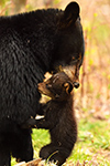 wildlife;bear;bears;black-bear;Ursus-americanus;Northern-NH;NH;Cub;grass;picking-up;carrying;D5