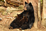 wildlife;bear;bears;black-bear;Ursus-americanus;Northern-NH;NH;Cubs;Nursing;D5