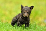 wildlife;bear;bears;black-bear;Ursus-americanus;Northern-NH;NH;Cub;Rain;Grass;D5