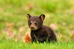 wildlife;bear;bears;black-bear;Ursus-americanus;Northern-NH;NH;Cub;tiny;grass;D5