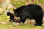 wildlife;bear;bears;black-bear;Ursus-americanus;Northern-NH;NH;Cub;tiny;kissing;D5