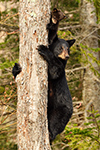 wildlife;bear;bears;black-bear;Ursus-americanus;Northern-NH;NH;Cub;tiny;tree;D5