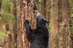 wildlife;bear;bears;black-bear;Ursus-americanus;Northern-NH;NH;Cub;kiss;greeting;D5