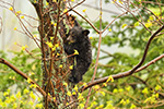 wildlife;bear;bears;black-bear;Ursus-americanus;Northern-NH;NH;Cub;Rain;Tree;D5