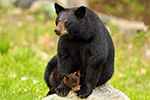 wildlife;bear;bears;black-bear;Ursus-americanus;Northern-NH;NH;Cub;rock;sitting;D5
