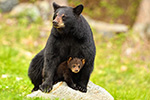 wildlife;bear;bears;black-bear;Ursus-americanus;Northern-NH;NH;Cub;rock;sitting;D5