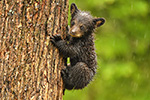 wildlife;bear;bears;black-bear;Ursus-americanus;Northern-NH;NH;Cub;tiny;tree;wet;D5