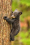 wildlife;bear;bears;black-bear;Ursus-americanus;Northern-NH;NH;Cub;tiny;tree;wet;D5