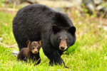 wildlife;bear;bears;black-bear;Ursus-americanus;Northern-NH;NH;Cub;walking;field;D5