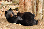 wildlife;bear;bears;black-bear;Ursus-americanus;Northern-NH;NH;Cubs;Nursing;D5
