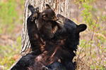 wildlife;bear;bears;black-bear;Ursus-americanus;Northern-NH;NH;Kissing;Cub;Nursing;D4s