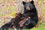 wildlife;bear;bears;black-bear;Ursus-americanus;Northern-NH;NH;Cub;Nursing;D4s
