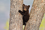 wildlife;bear;bears;black-bear;Ursus-americanus;Northern-NH;NH;Cub;tiny;tree;D5