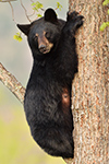 wildlife;bear;bears;black-bear;Ursus-americanus;Northern-NH;NH;sitting;tiny;tree;D5