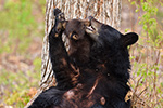 wildlife;bear;bears;black-bear;Ursus-americanus;Northern-NH;NH;Kissing;Cub;Nursing;D4s