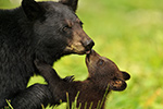 wildlife;bear;bears;black-bear;Ursus-americanus;Northern-NH;NH;Cub;kiss;kissing;D4s