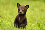 wildlife;bear;bears;black-bear;Ursus-americanus;Northern-NH;NH;Cub;tiny;grass;standing