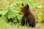 wildlife;bear;bears;black-bear;Ursus-americanus;Northern-NH;NH;Cub;tiny;grass;D5