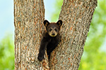 wildlife;bear;bears;black-bear;Ursus-americanus;Northern-NH;NH;Cub;tiny;tree;D5