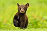 wildlife;bear;bears;black-bear;Ursus-americanus;Northern-NH;NH;Cub;tiny;grass;D5