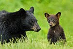 wildlife;bear;bears;black-bear;Ursus-americanus;Northern-NH;NH;Cub;standing;field;D5