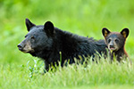 wildlife;bear;bears;black-bear;Ursus-americanus;Northern-NH;NH;Cub;standing;field;D5