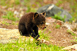 wildlife;bear;bears;black-bear;Ursus-americanus;Northern-NH;NH;Cub;tiny;rocks;D5