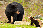 wildlife;bear;bears;black-bear;Ursus-americanus;Northern-NH;NH;Cub;standing;field;D5