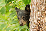 wildlife;bear;bears;black-bear;Ursus-americanus;Northern-NH;NH;Cub;peekaboo;tree;D5