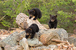 wildlife;bear;bears;black-bear;Ursus-americanus;Northern-NH;NH;Cubs;D5