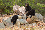 wildlife;bear;bears;black-bear;Ursus-americanus;Northern-NH;NH;Cubs;D5