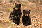 wildlife;bear;bears;black-bear;Ursus-americanus;Northern-NH;NH;Cubs;D5