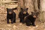 wildlife;bear;bears;black-bear;Ursus-americanus;Northern-NH;NH;Cubs;D5