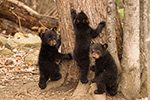 wildlife;bear;bears;black-bear;Ursus-americanus;Northern-NH;NH;Cubs;D5