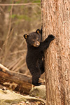 wildlife;bear;bears;black-bear;Ursus-americanus;Tree;Northern-NH;NH;Cub;D5