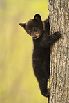 wildlife;bear;bears;black-bear;Ursus-americanus;Tree;Northern-NH;NH;Cub;D5