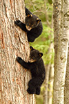 wildlife;bear;bears;black-bear;Ursus-americanus;Tree;Northern-NH;NH;Cubs;D5