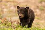 wildlife;bear;bears;black-bear;Ursus-americanus;Northern-NH;NH;Cubs;D5