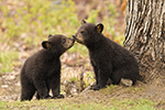 wildlife;bear;bears;black-bear;Ursus-americanus;Kiss;Tree;Northern-NH;NH;Cubs;D5