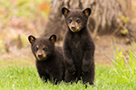 wildlife;bear;bears;black-bear;Ursus-americanus;Tree;Northern-NH;NH;Cubs;D5