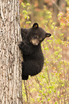 wildlife;bear;bears;black-bear;Ursus-americanus;Tree;Northern-NH;NH;Cub;D5