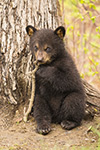 wildlife;bear;bears;black-bear;Ursus-americanus;Tree;coy;Northern-NH;NH;Cub;D4s