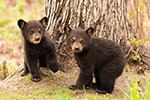 wildlife;bear;bears;black-bear;Ursus-americanus;Tree;Northern-NH;NH;Cubs;D5