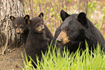 wildlife;bear;bears;black-bear;Ursus-americanus;Northern-NH;NH;Cubs;Tree;D5