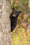 wildlife;bear;bears;black-bear;Ursus-americanus;Tree;Northern-NH;NH;Cub;D5