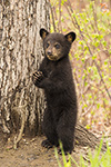wildlife;bear;bears;black-bear;Ursus-americanus;Tree;standing;Northern-NH;NH;Cub;D5