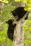 wildlife;bear;bears;black-bear;Ursus-americanus;Tree;Northern-NH;NH;Cubs;D5