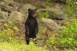 wildlife;bear;bears;black-bear;Ursus-americanus;Brush;standing;Northern-NH;NH;Cub;D5